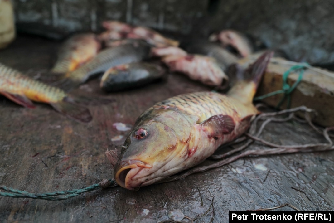 Аралар ауыздарына сірке алады