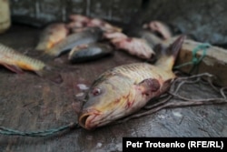 A freshly caught fish inside a boat on the northern Aral Sea