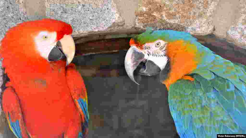 Papagali în Parcul natural Vogelburg de la Weilrod în Germania