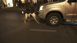 ძაღლები დემონსტრაციაზე