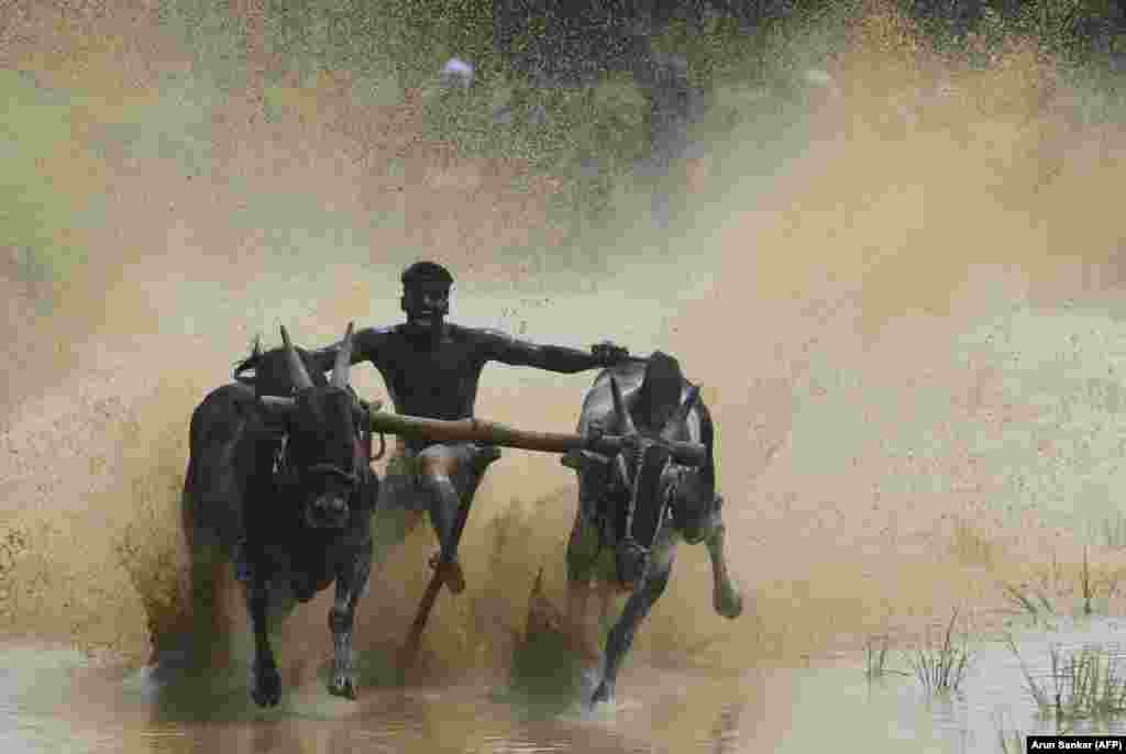 A jockey races a pair of bulls on paddy fields during the annual Kalapoottu bull-running festival near Palakkad in southern India. (AFP/Arun Sankar)