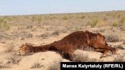 The carcass of a horse that died of starvation lies near the village of Akshymyrau in Kazakhstan's Mangistau Province, which is currently experiencing its worst drought in living memory. 