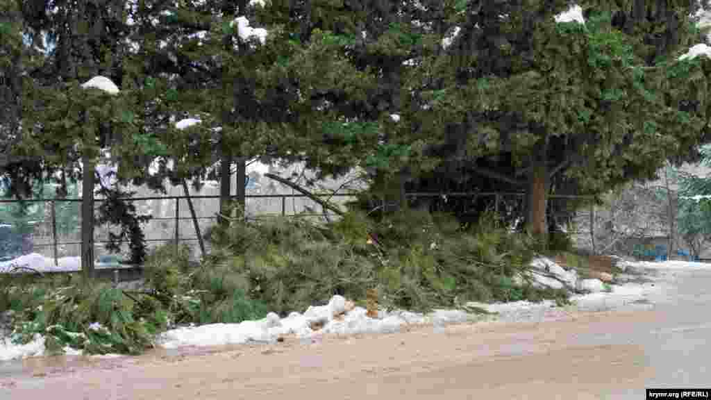 На обочине вдоль улицы образовалась свалка из обрезанных и обломанных недавним снегом веток хвойных деревьев