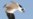 Endangered Bird Making Comeback