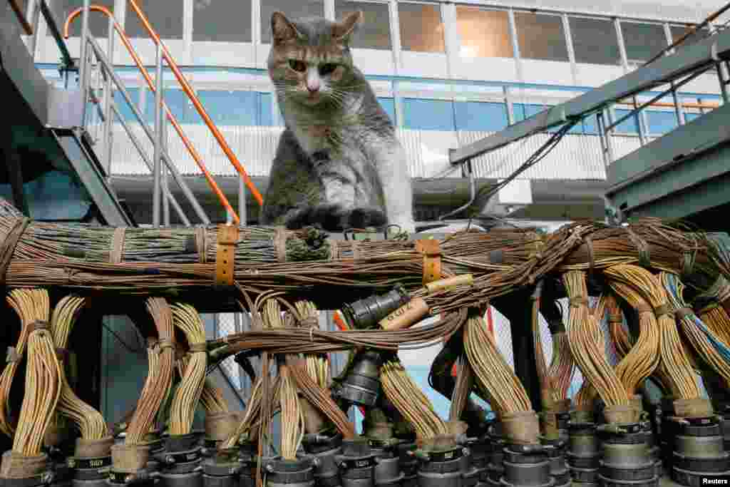 A cat sits inside a flight-test facility at the Antonov aircraft plant in Kyiv, Ukraine. (Reuters/Valentyn Ogirenko)