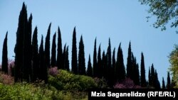 თბილისის ბოტანიკური ბაღი