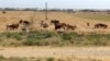 В Туркменистане продолжается падеж домашнего скота