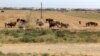 Turkmenistan. Wheat fields around A-Ahal. herd of cow , cows , shepherd man