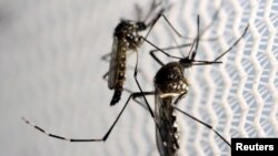 Denga se širi zaraženim komarcima vrste Aedes aegypti (na fotografiji), koji se ponašaju drugačije od vrste koja prenosi malariju. Na primjer, grizu ljude u zatvorenom prostoru te čitavog dana, a ne samo preko noći.