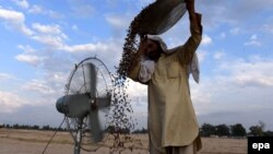 آرشیف، یک دهقان در حال پاک کردن میوه‌ خشک در ولایت ننگرهار.