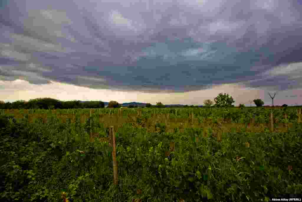 Tovuzun Əbulbəyli kəndində üzüm bağı. 
