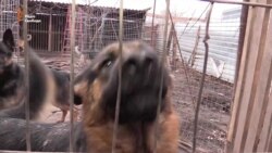 Попри обстріли, під Донецьком функціонує розплідник вівчарок (відео)