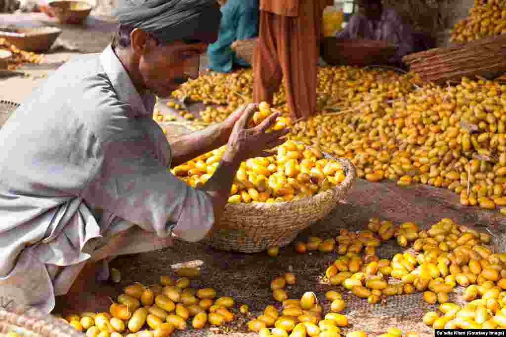 Ijaz-Ullah, a resident of neihboring Mianwali dictrict, scoops the ripened dates into a basket, ready to be cooked.