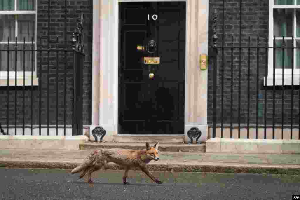 A fox runs past the front door of 10 Downing Street in central London on May 6. (AFP/Leon Neal)