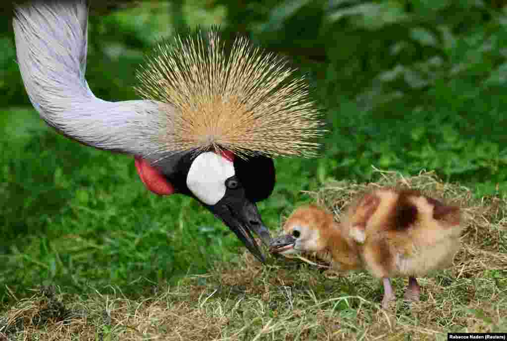ფრიკული გვირგვინოსანი წერო თავის ბარტყთან ერთად. უელსი, დიდი ბრიტანეთი.