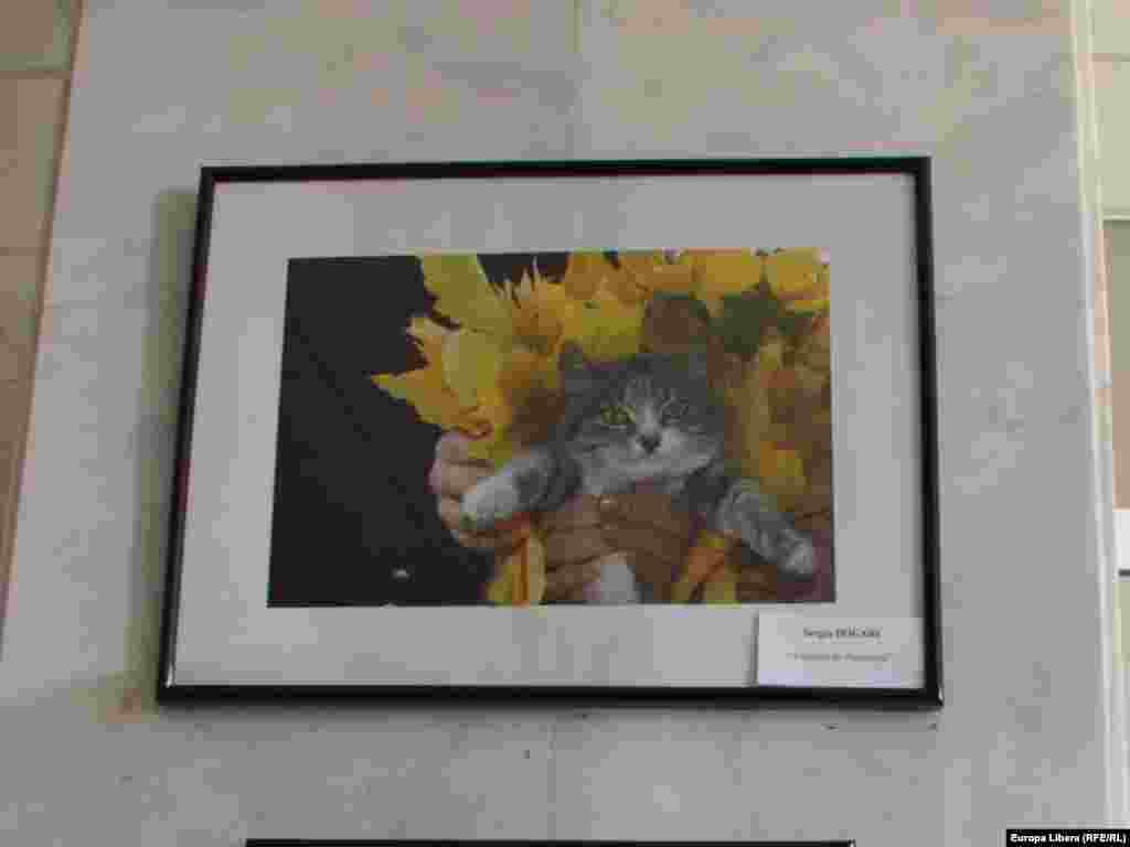 "Concurs de frumusete", autor - Sergiu Dogari