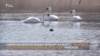 На Иссык-Куле стало больше лебедей