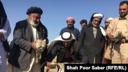 بنیاد الغرافه چهارصد بال حبارا را در فراه رها کرد 