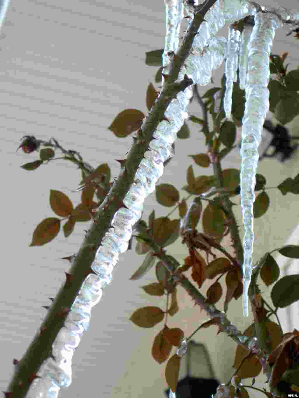 Бо омадани баҳор ин яхҳо ҳам об шуданд.