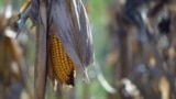 corn, corn harvest