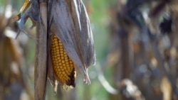 corn, corn harvest