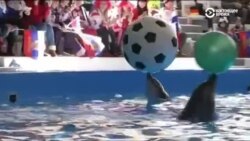 В Сочи запустили отсчет до Чемпионата мира по футболу