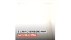 Мишка фотографируется в сибирском заповеднике
