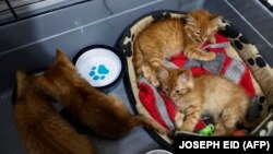 Иллюстративное фото