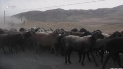 3000 гӯсфанд дар Мастчоҳ зери барфу тарма монд