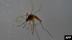 Komarac, jedan od prenosnika virusa zika
