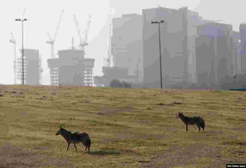 Jackals roam a park in Tel Aviv, Israel, on April 15.