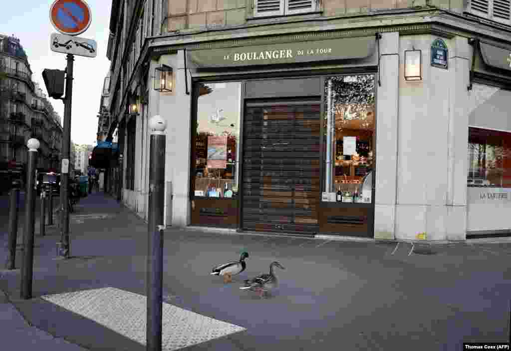 Ducks waddle through empty streets in Paris on April 14.