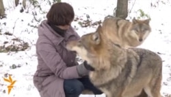 زندگی با گرگ ها در شمال بلاروس
