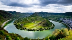 Viță de vie pe un deal deasupra râului Mosela, la Bremm, în Germania. 