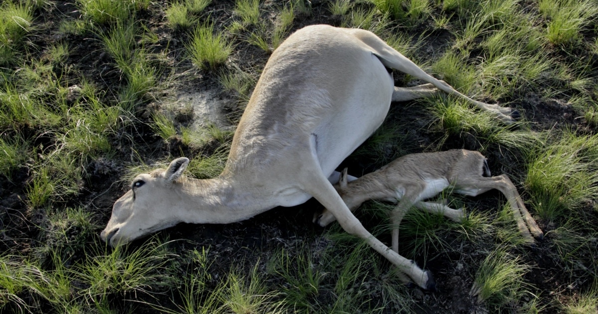 Мас қазақша порно көру