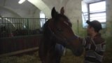 Chechen Strongman's Horses Find Greener Pastures In Czech Republic