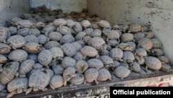Қашқадарёдан ноқонуний равишда олиб чиқиб кетилмоқчи бўлган тошбақалар (Қашқадарё вилояти Экология бошқармаси фотоси)