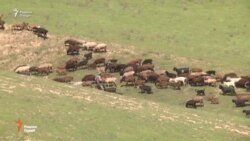 Мошини боркаш рамаи гусфандонро пахш кард