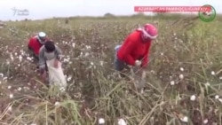 "Kompüterimiz yoxdur, uşaqları pambıq yığmağa göndərəcəm"