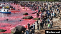 Фарэрскія выспы