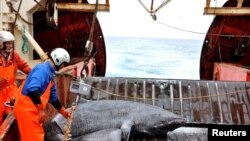 Гренландская акула