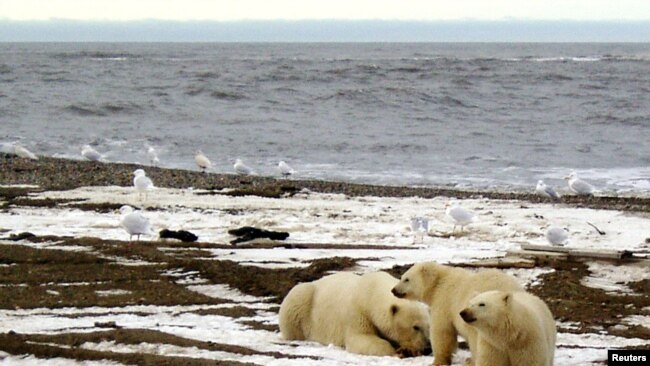 Национальный Арктический заповедник на Аляске. Администрация Байдена запретила добычу и разведку нефти на его территории