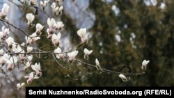 Білі магнолії в ботанічному саду імені Фоміна біля метро «Університет». Київ, 12 квітня 2021 року