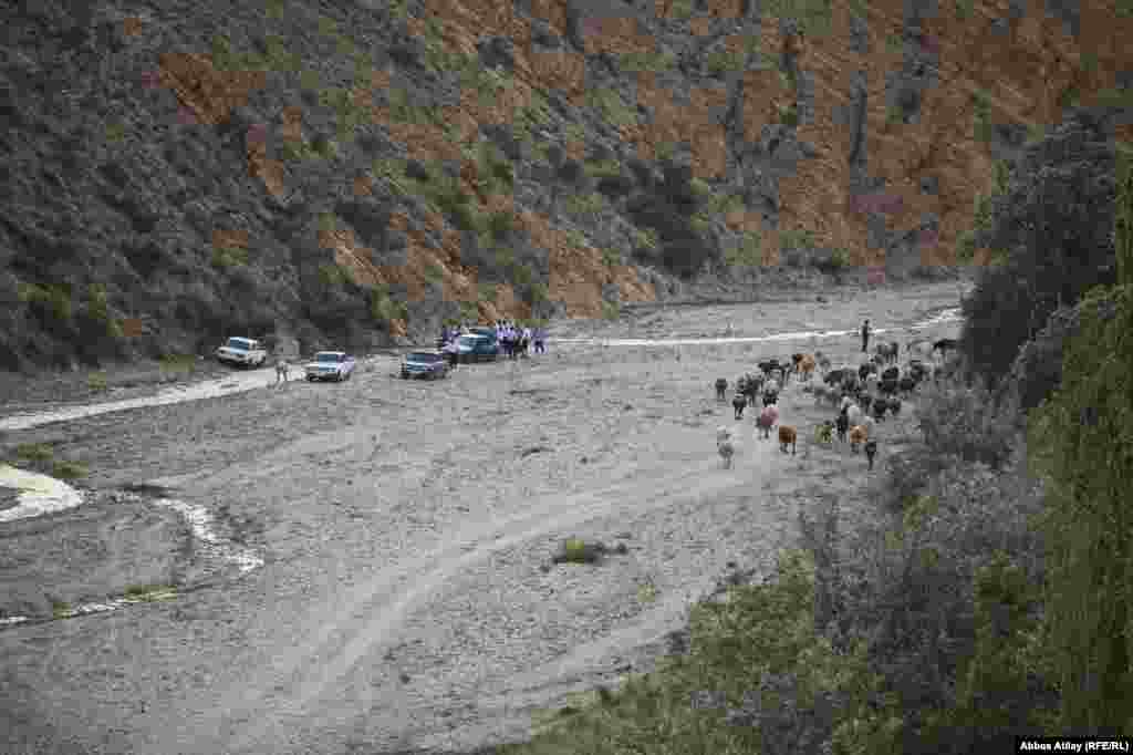 Mal-qara sürüsü otlaqlardan kəndə qayıdır.