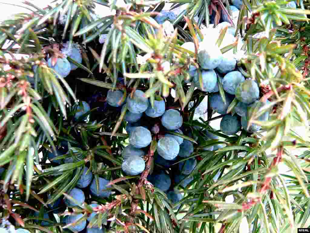 Артыш җимешләре дару санала. Данлыклы бәвел кудыргыч, бөер, бавыр, үт, үпкә юлларын чистарта. - Артыш җимешләре: рәсми дару. Данлыклы бәвел кудыргыч, Бөер, бавыр, үт, үпкә юлларын чистарта. 