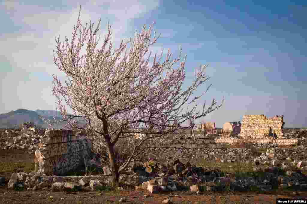 Дерево у разрушенного здания в Агдаме, на территории близ Нагорного Карабаха, которую с 1993 года контролирует армия Армении.