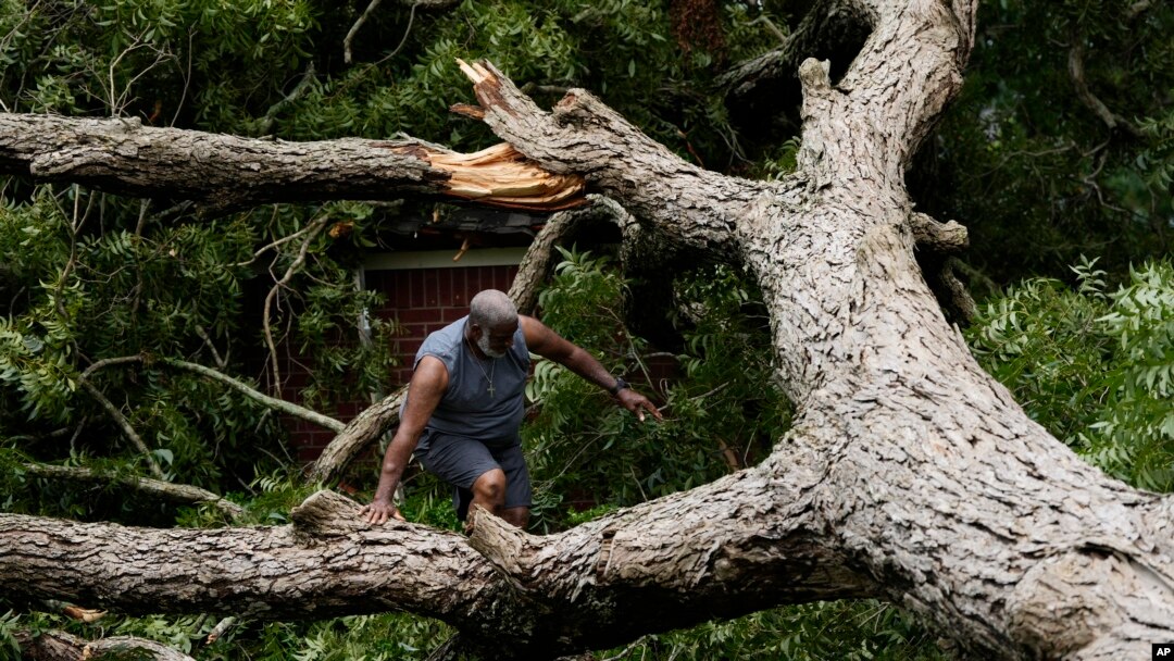 Дрэва, зламанае ўраганам «Бэрыл», Тэхас, 8 ліпеня 2024
