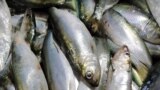 UKRAINE - Kerch herring, 15Dec2020