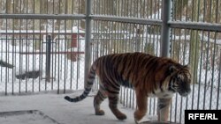 Усурыйскаму тыгру Арцёму адзінаццаць гадоў