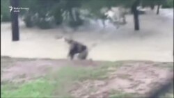 Shpëtohen mijëra persona në Hjuston